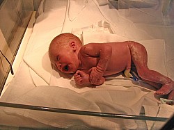 08.12.2006 17-59-17_0010